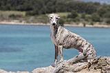 WHIPPET 055